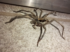 Schizocosa malitiosa