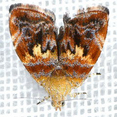 Choreutis emplecta