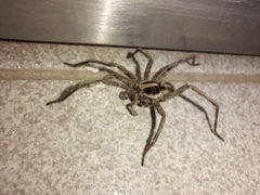 Schizocosa malitiosa