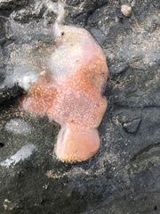 Aplousobranchia