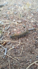 Ormiscodes amphimone