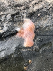 Aplousobranchia