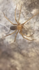 Loxosceles yucatana