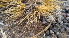 Latrodectus mirabilis
