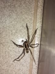 Schizocosa malitiosa