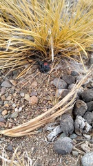 Latrodectus mirabilis