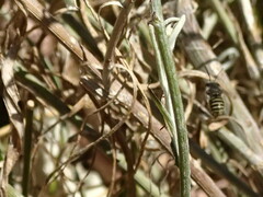 Pseudoanthidium repetitum