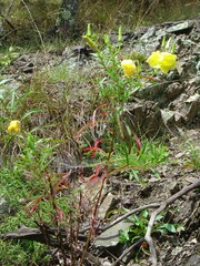 Oenothera argillicola