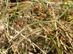 Pseudoanthidium repetitum