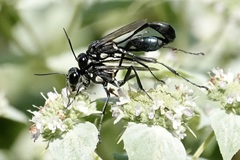 Eremnophila aureonotata