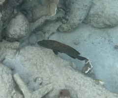 Cephalopholis cruentata