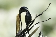 Eremnophila aureonotata