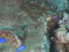 Stethojulis interrupta