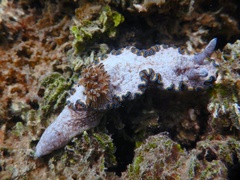 Glossodoris