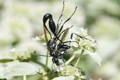 Eremnophila aureonotata
