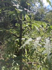 Cirsium subcoriaceum