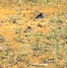 Papilio memnon agenor