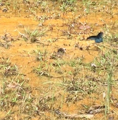 Papilio memnon agenor