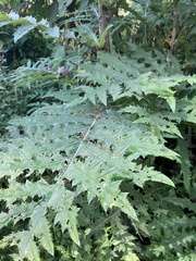 Cirsium subcoriaceum
