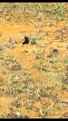 Papilio memnon agenor