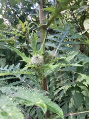 Cirsium subcoriaceum