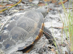 Malaclemys terrapin