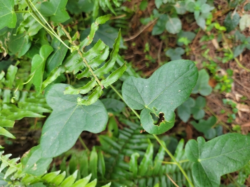 Image of Passiflora ciliata by (c) Michelle Smith, some rights reserved (CC BY)