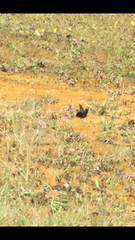 Papilio memnon agenor