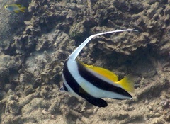 Heniochus acuminatus