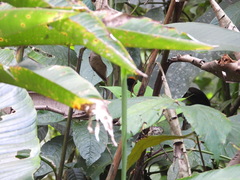 Tachyphonus delatrii