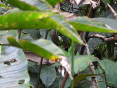 Tachyphonus delatrii