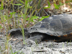 Malaclemys terrapin