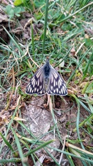 Tatochila