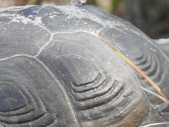 Malaclemys terrapin