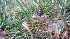 Tatochila