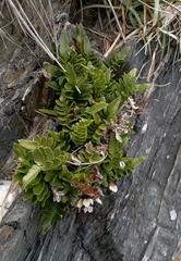 Asplenium obtusatum sphenoides