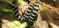 Xanthopastis regnatrix