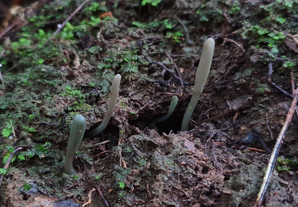 Microglossum truncatum