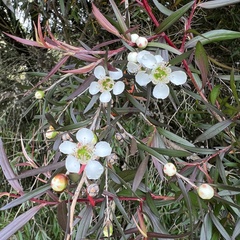 Leptospermum morrisonii