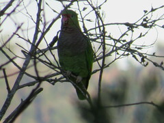 Amazona vinacea