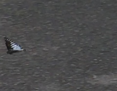 Graphium ramaceus pendleburyi