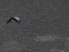 Graphium ramaceus pendleburyi