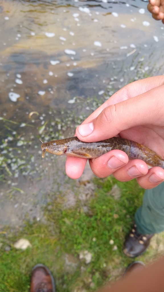 Hatcheria macraei
