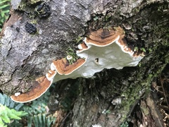 Australoporus tasmanicus