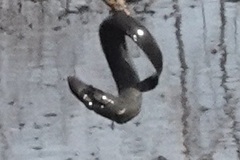 Siren intermedia