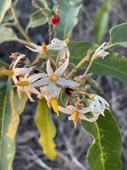 Solanum donianum