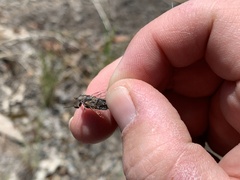 Myopsalta mackinlayi