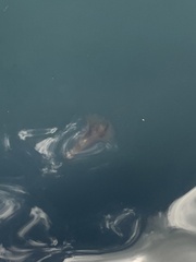 Sepioteuthis australis