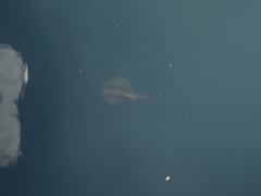 Sepioteuthis australis