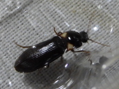 Phanophorus perspicax